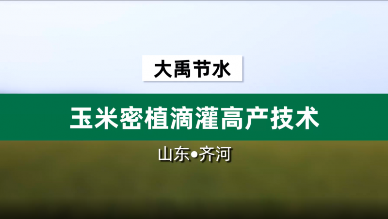 抖圈为抖而生节水玉米密植滴灌高产手艺· 山东省齐河县豆腐窝灌区